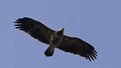 Küçük orman kartalı