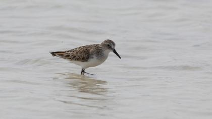 Little Stint