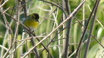 Eurasian Siskin