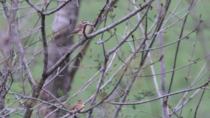 Whinchat