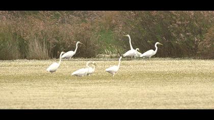 Büyük ak balıkçıl
