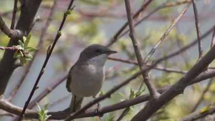 Küçük akgerdanlı ötleğen