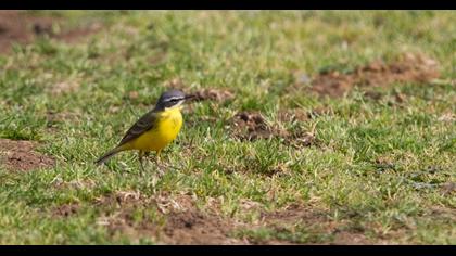 Sarı kuyruksallayan