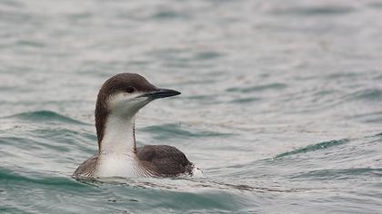 Karagerdanlı dalgıç