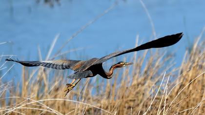 Erguvani balıkçıl