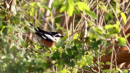 Maskeli örümcekkuşu