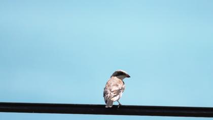 Karaalınlı örümcekkuşu