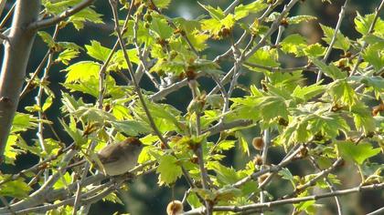 Karabaşlı ötleğen