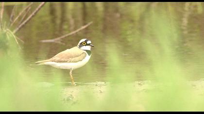 Halkalı küçük cılıbıt