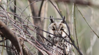 Kulaklı orman baykuşu