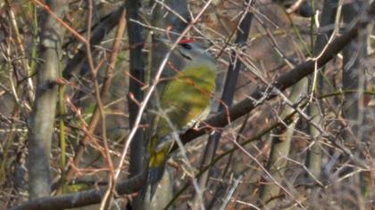 Küçük yeşil ağaçkakan