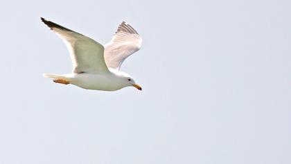 Van gölü martısı