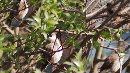Küçük akgerdanlı ötleğen