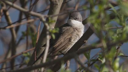 Küçük akgerdanlı ötleğen