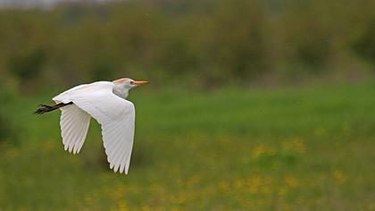 Sığır balıkçılı