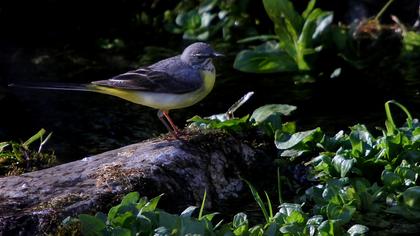 Dağ kuyruksallayanı