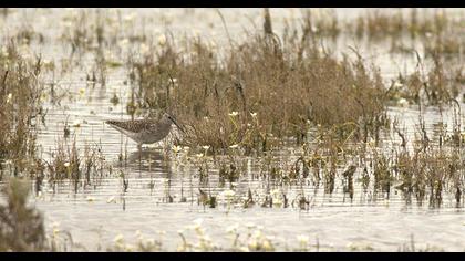 Orman düdükçünü