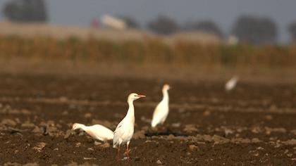Sığır balıkçılı