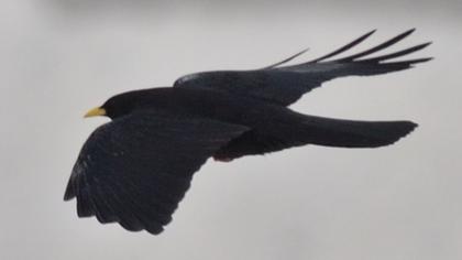 Sarıgagalı dağ kargası