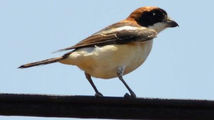 Kızılbaşlı örümcekkuşu