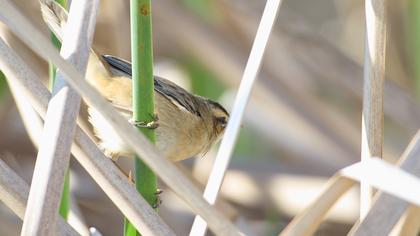 Kındıra kamışçını