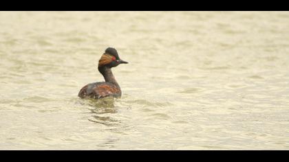 Karaboyunlu batağan