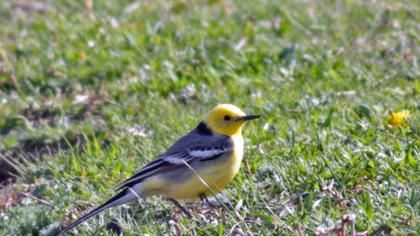 Sarıbaşlı kuyruksallayan