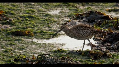 Sürmeli kervançulluğu