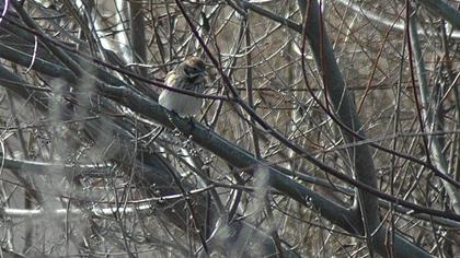 Bataklık Kirazkuşu
