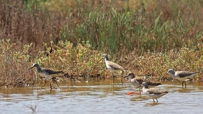 Bataklık düdükçünü