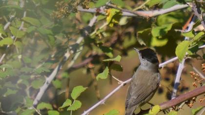 Karabaşlı ötleğen