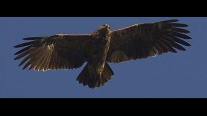 Lesser Spotted Eagle