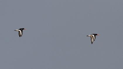 Eurasian Oystercatcher