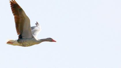 Greylag Goose