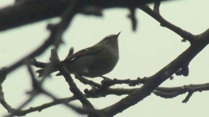 Sürmeli çalıkuşu