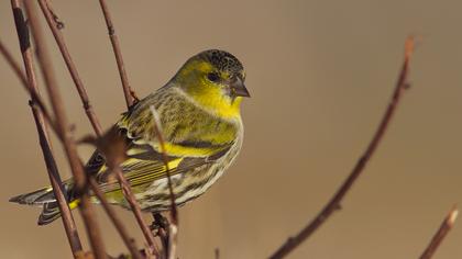 Eurasian Siskin