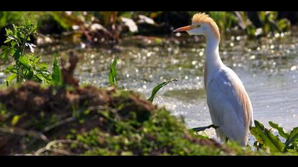 Western Cattle Egret
