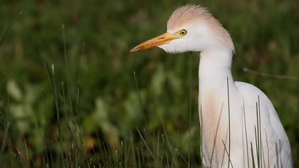 Sığır balıkçılı