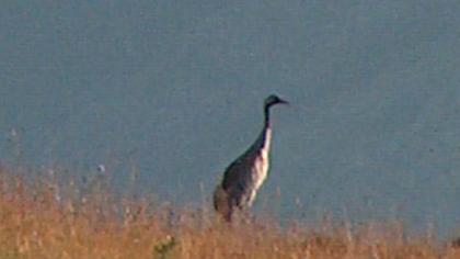 Common Crane