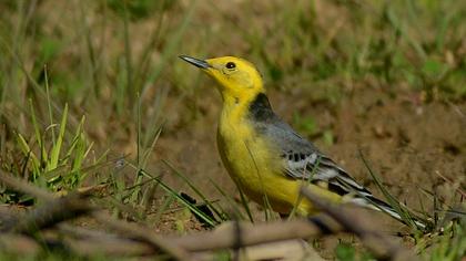Sarıbaşlı kuyruksallayan