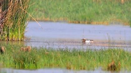 Garganey