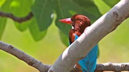 White-throated Kingfisher
