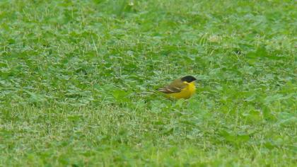 Sarı kuyruksallayan