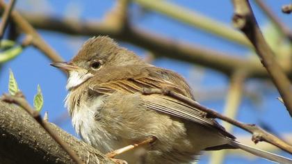 Akgerdanlı ötleğen