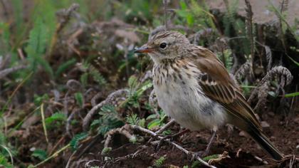 Water Pipit
