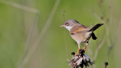 Akgerdanlı ötleğen