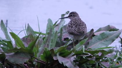 Orman düdükçünü