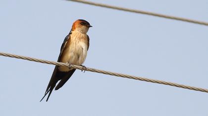 Kızıl kırlangıç