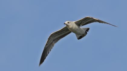 Küçük gümüş martı