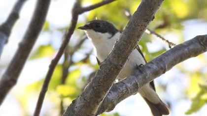 European Pied Flycatcher